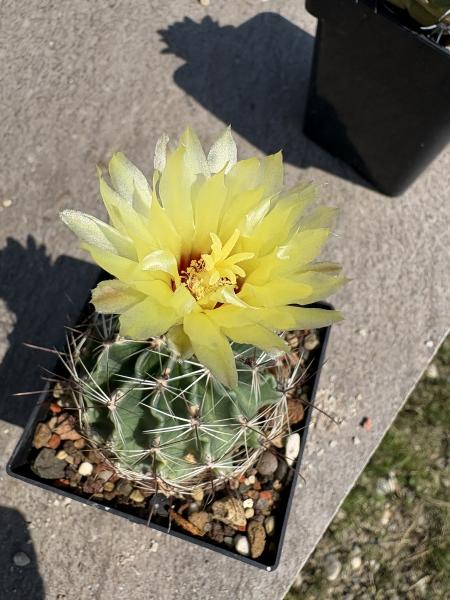 Thelocactus setispinus